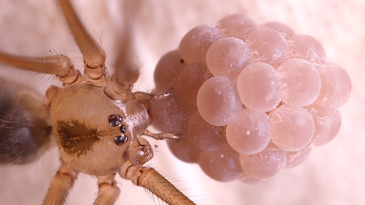 Daddy Long-legs Spider & her GIANT EGG SAC - Extreme Macro Video Compilation