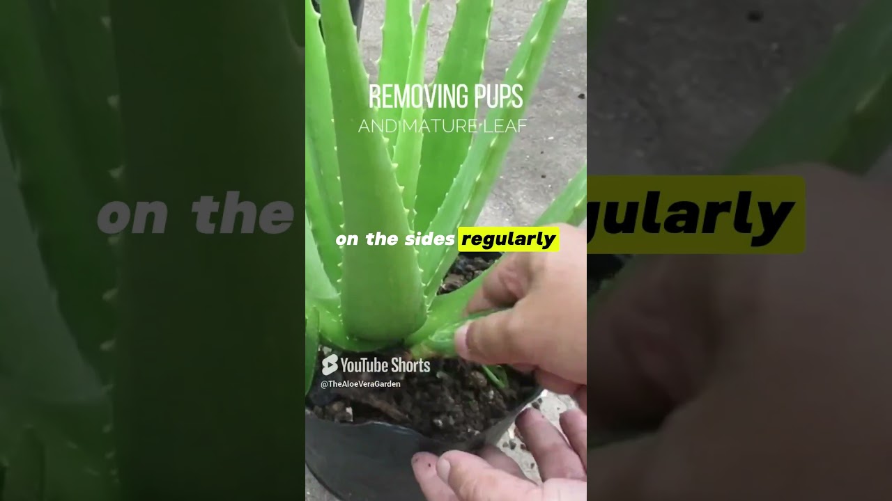 Grow Aloe vera Faster