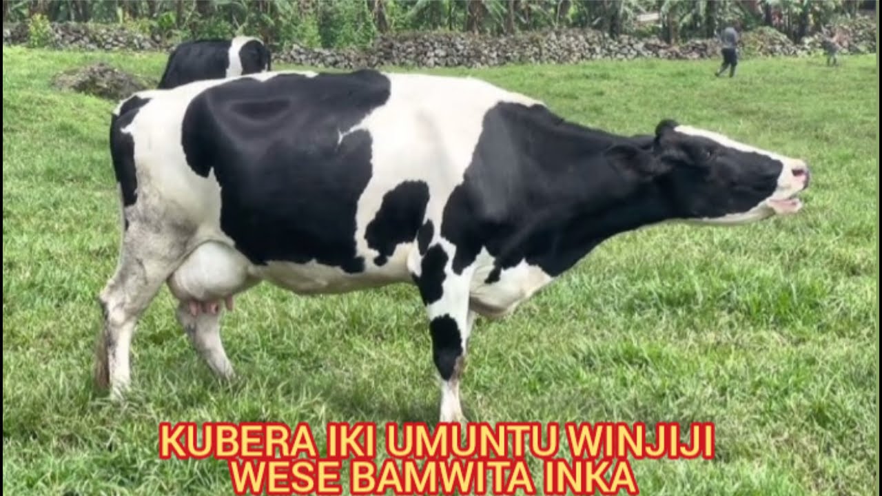 ISMAEL MWANAFUNZI: WARUZIKO|| ESE INKA NIYO NYAMASWA YA MBERE YIKIGORYI? IMIBEREHO ITANGAJE YINKA