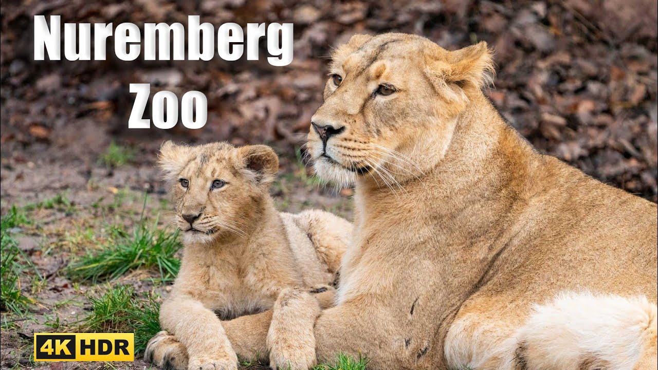 Nuremberg Zoo | 4K 🇩🇪
