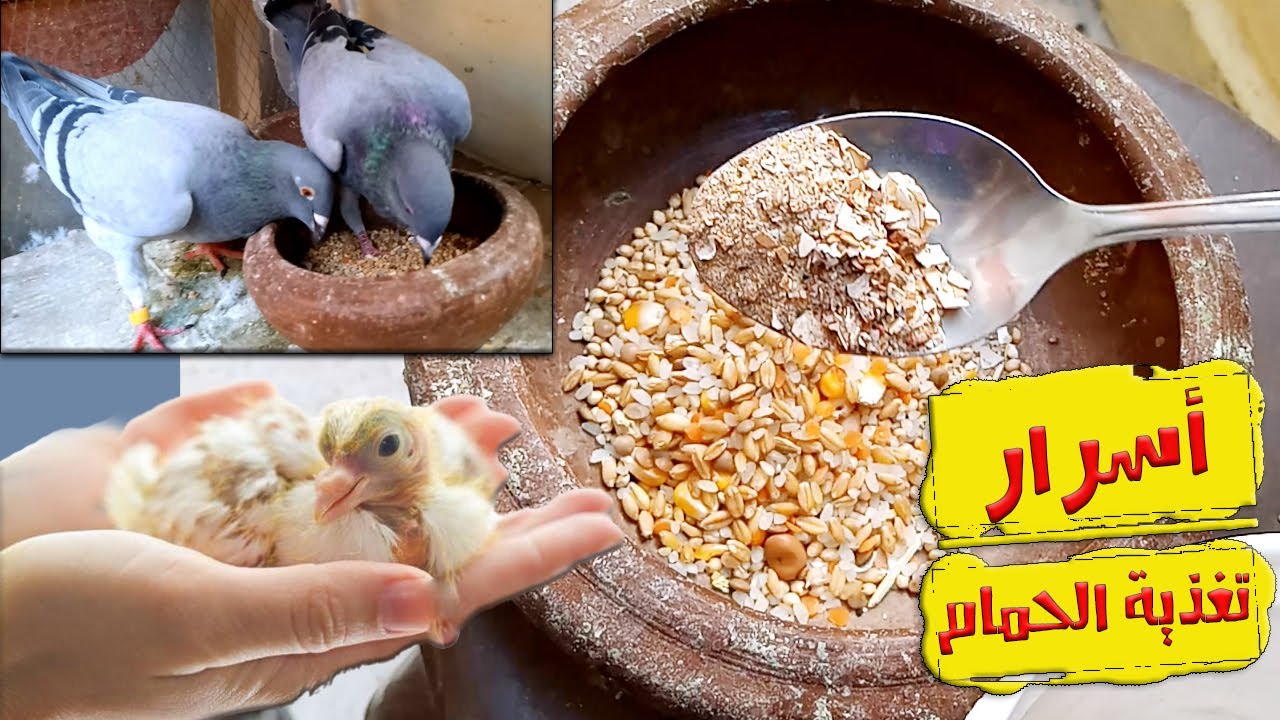 طريقة تغذية الحمام في الشتاء - الكلفة الغنية لصحة الحمام