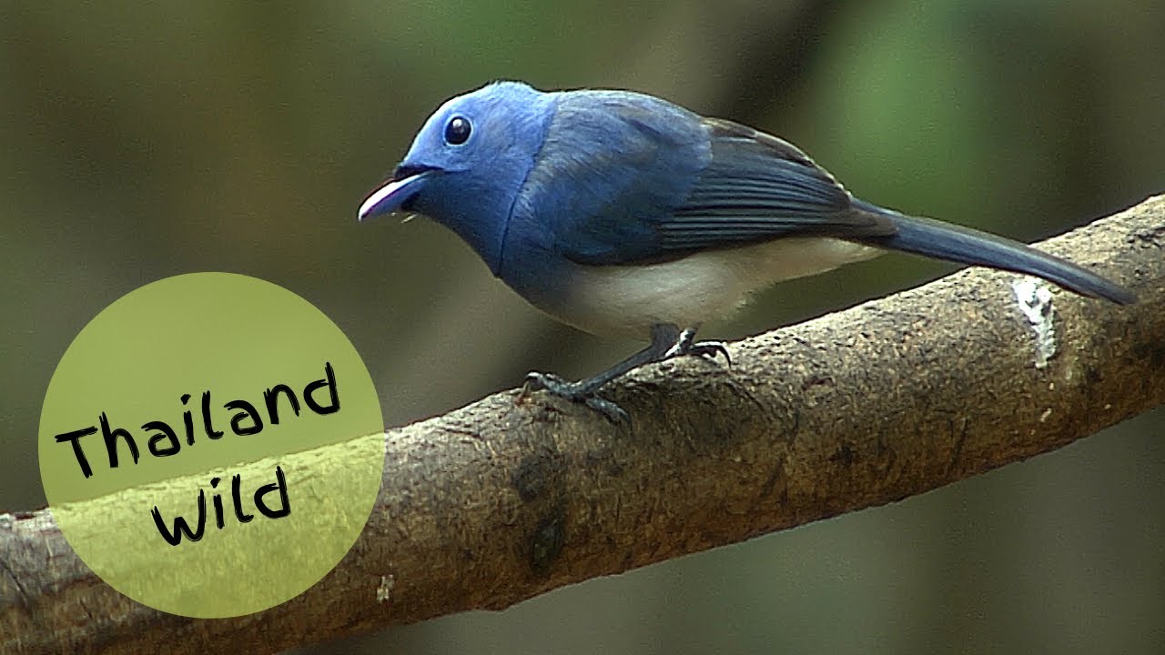 Birds and Mammals at Lung Sin Bird Hide (บ่อลุงสิน) near Kaeng Krachan NP, Thailand