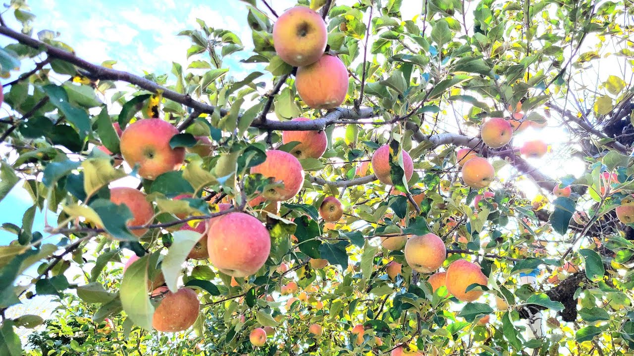  Apple orchard. South Korea. আপেল বাগান।🍎🍎