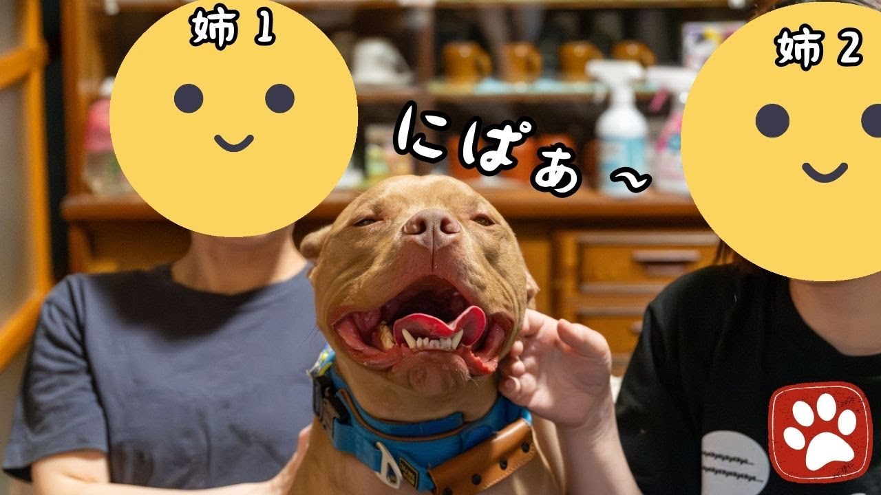 大好きな姉が２人帰省し、興奮しすぎて狂喜乱舞するピットブルが可愛すぎた。【前編】