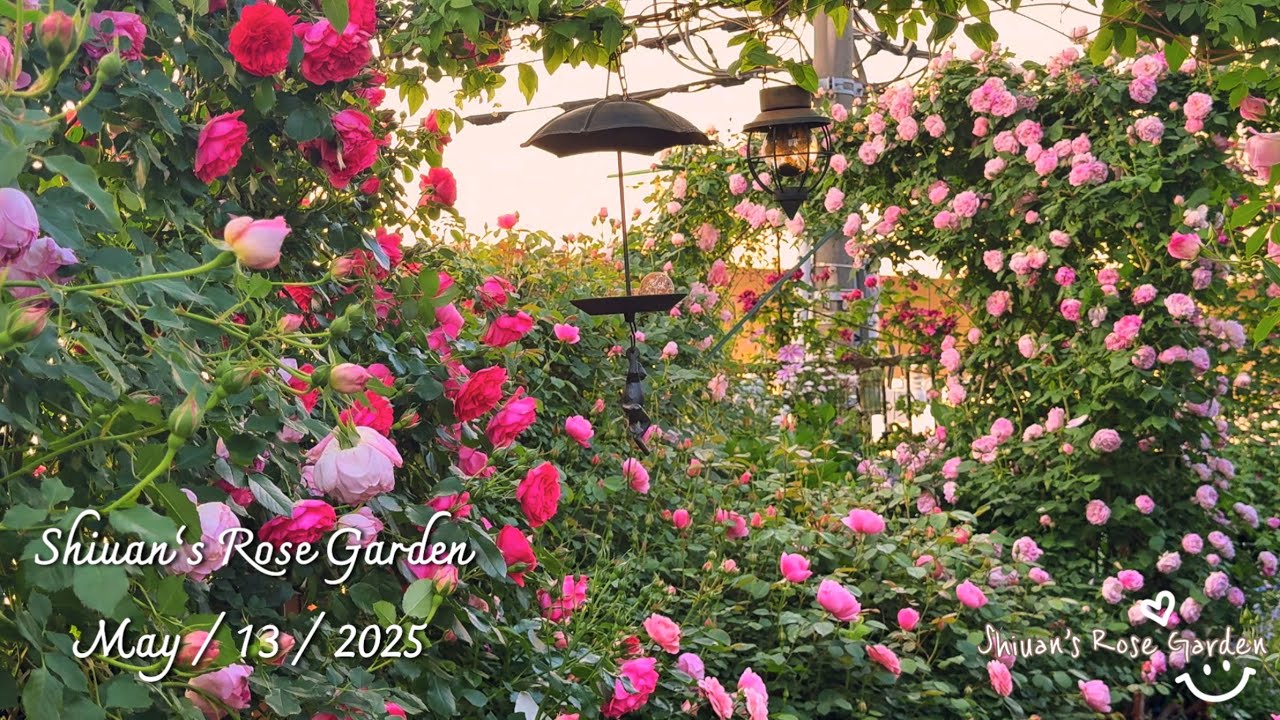 2025（8）Shiuan‘s Rose Garden 2025/5/13 花園日記　 #バラ #garden 