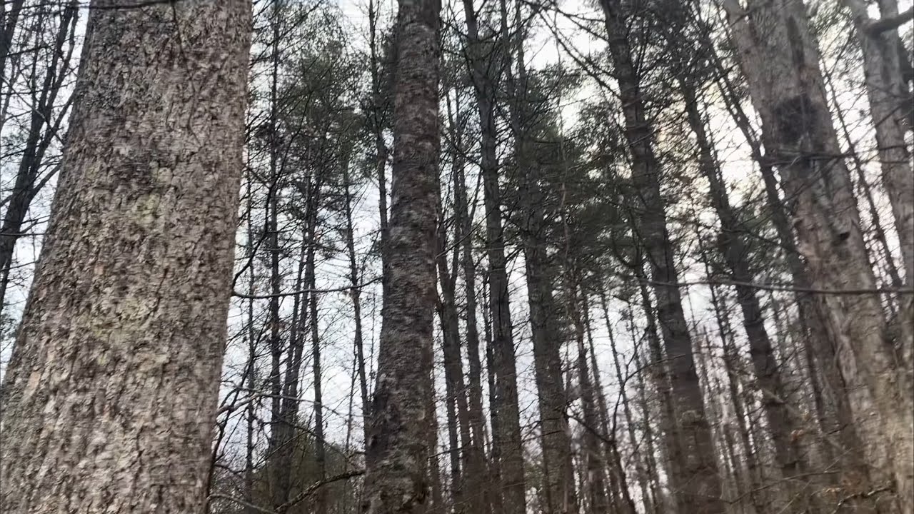 Walking back on new squatch property!