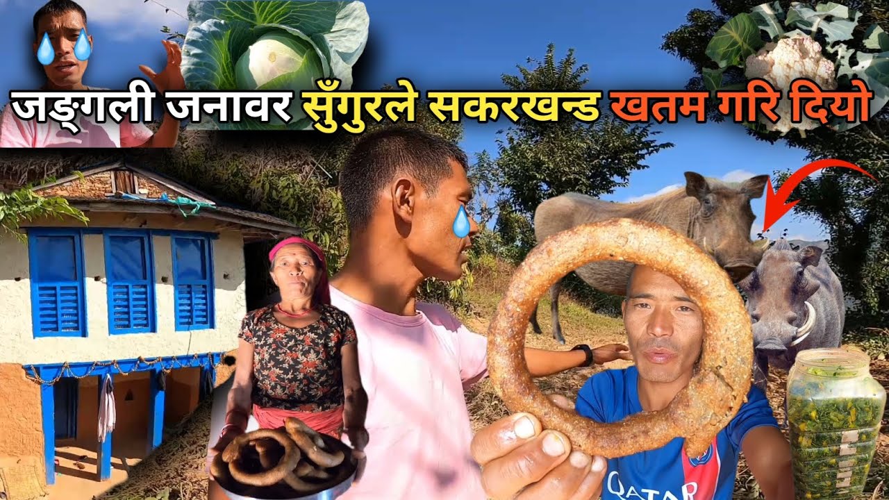 जङ्गली जनावर सुँगुरले सकरखन्ड खतम गरि दियो||jangali janabar sugurle sakarkhand khatam garidiyo🔥