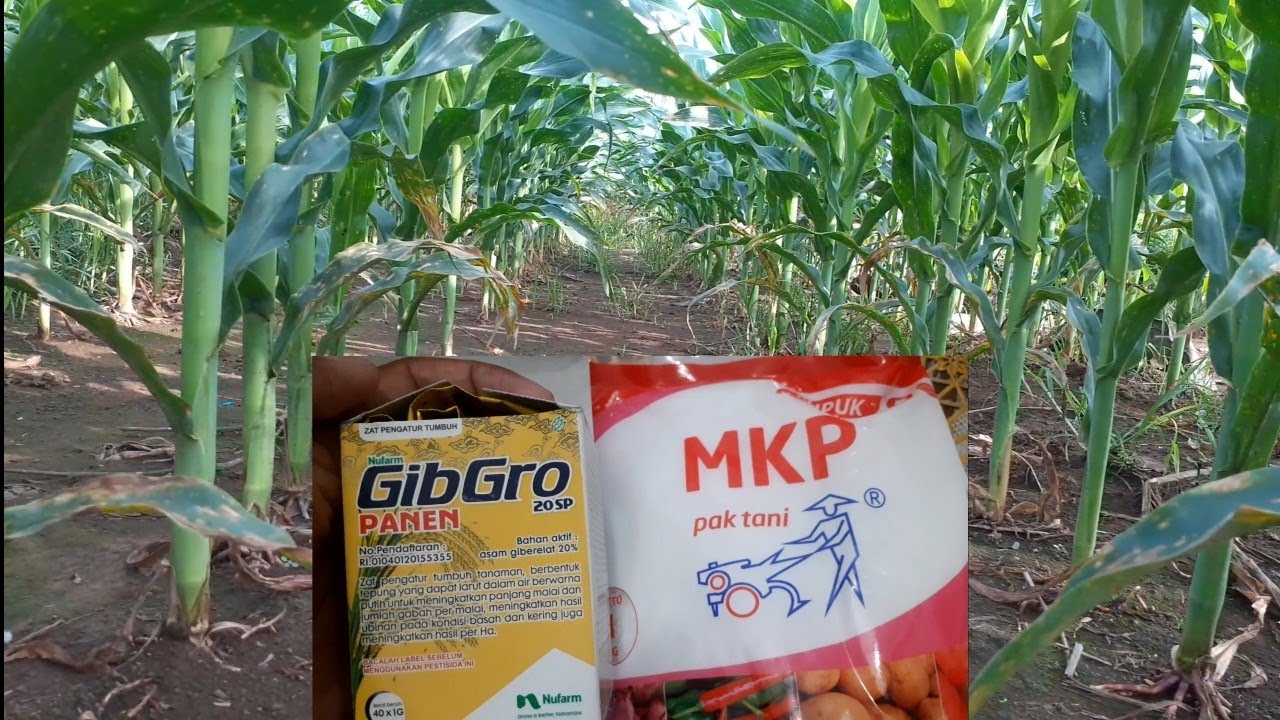 Hasilnya Joss..!  Pakai Pupuk Ini Jika Jagung Sudah Mulai Berbuah