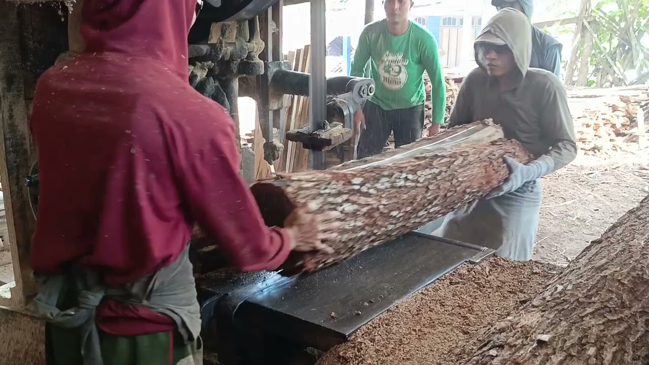 BERAT BUKAN HALANGAN KAYU AKASIA MANGIUM 
