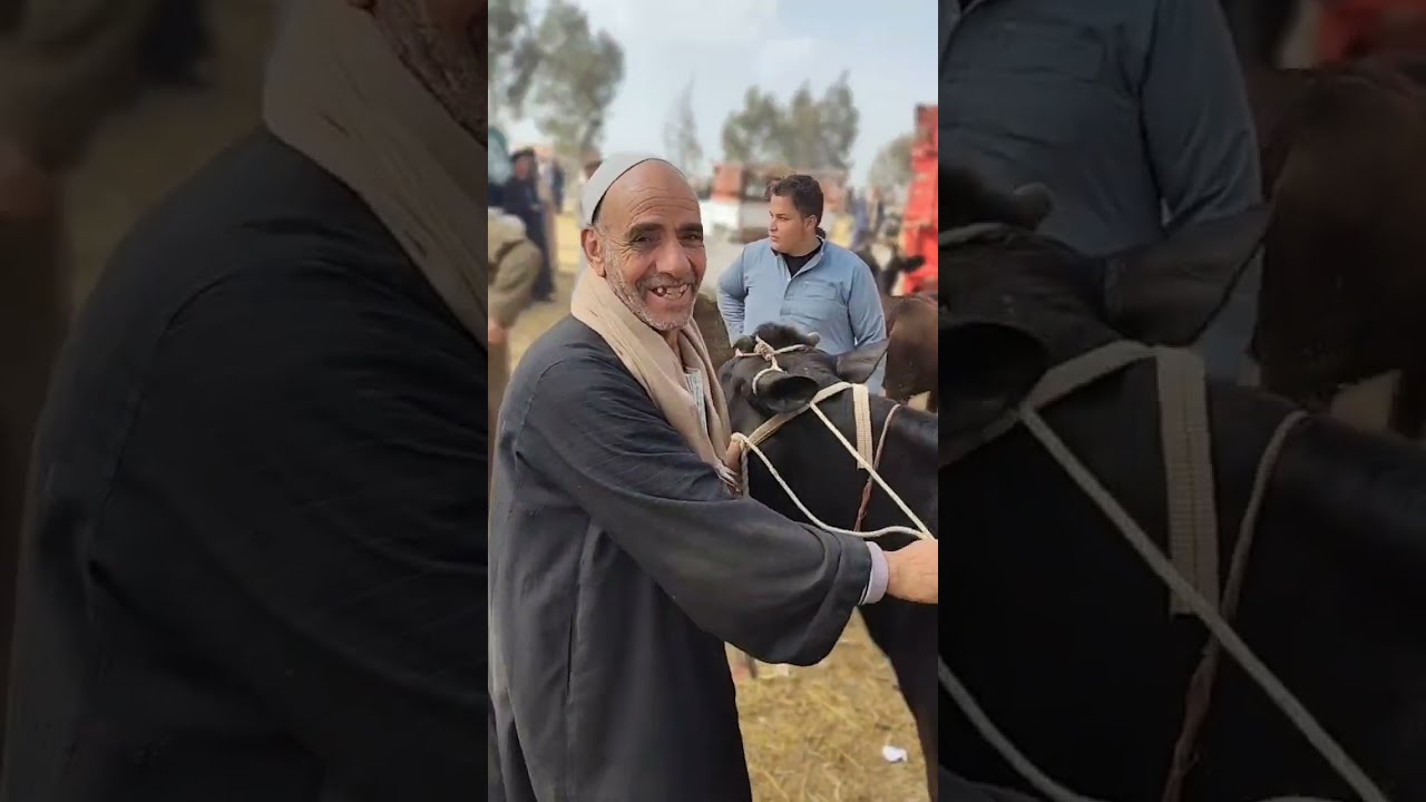 فيديو منوعات في سوق دمنهور العمومي للمواشي