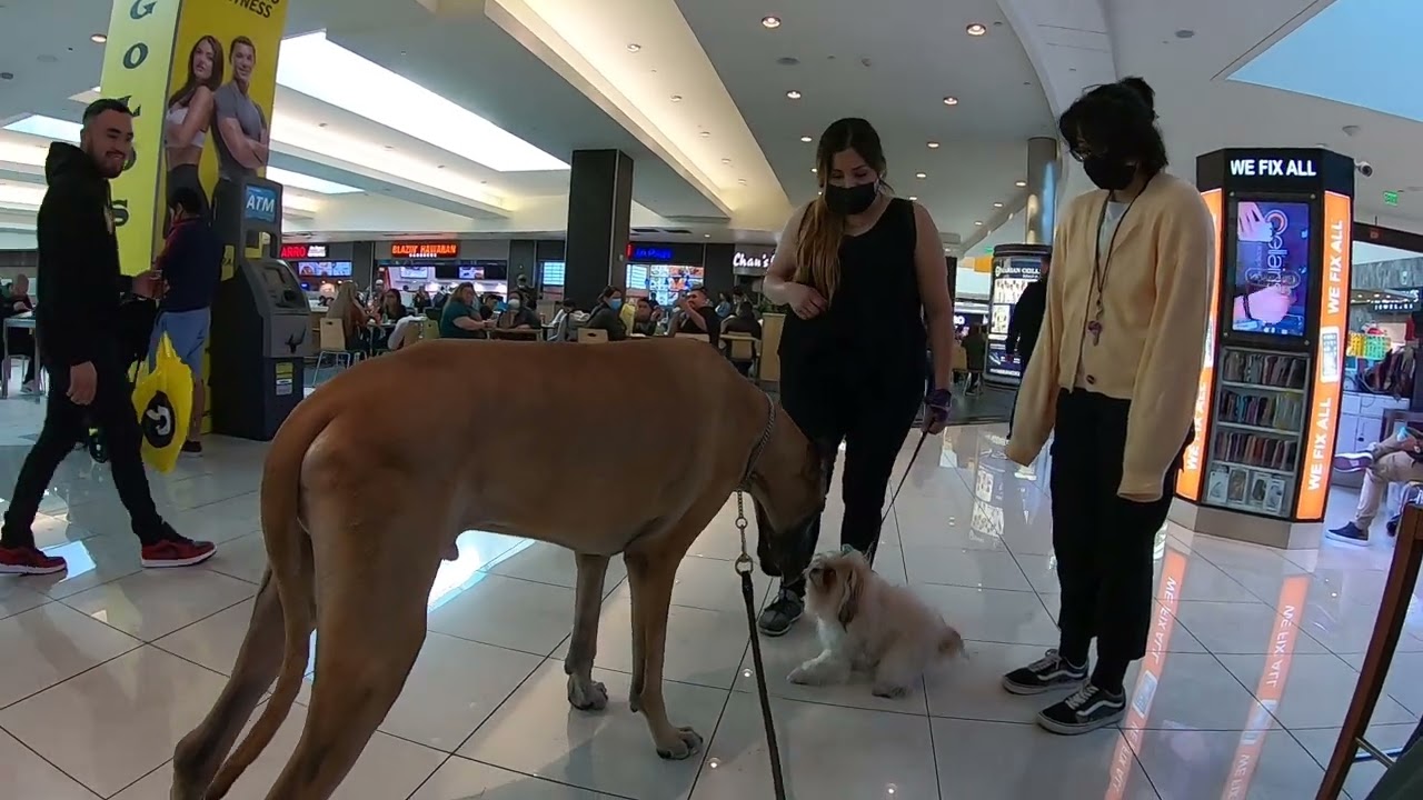 Cash 2.0 Great Dane visits an indoor shopping mall 18