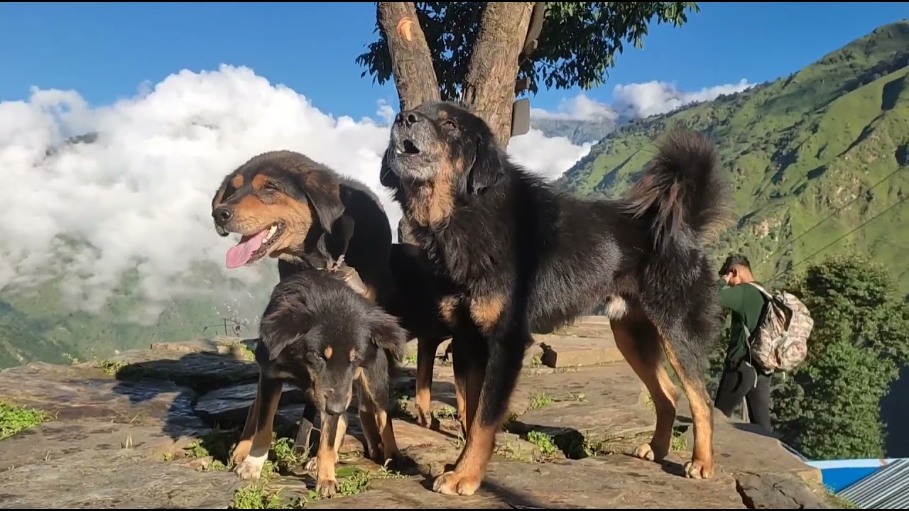 शुन्दर दृश्य र |भोटे कुकुर | Beautiful  View and | Bhote Kukur at | Mountain