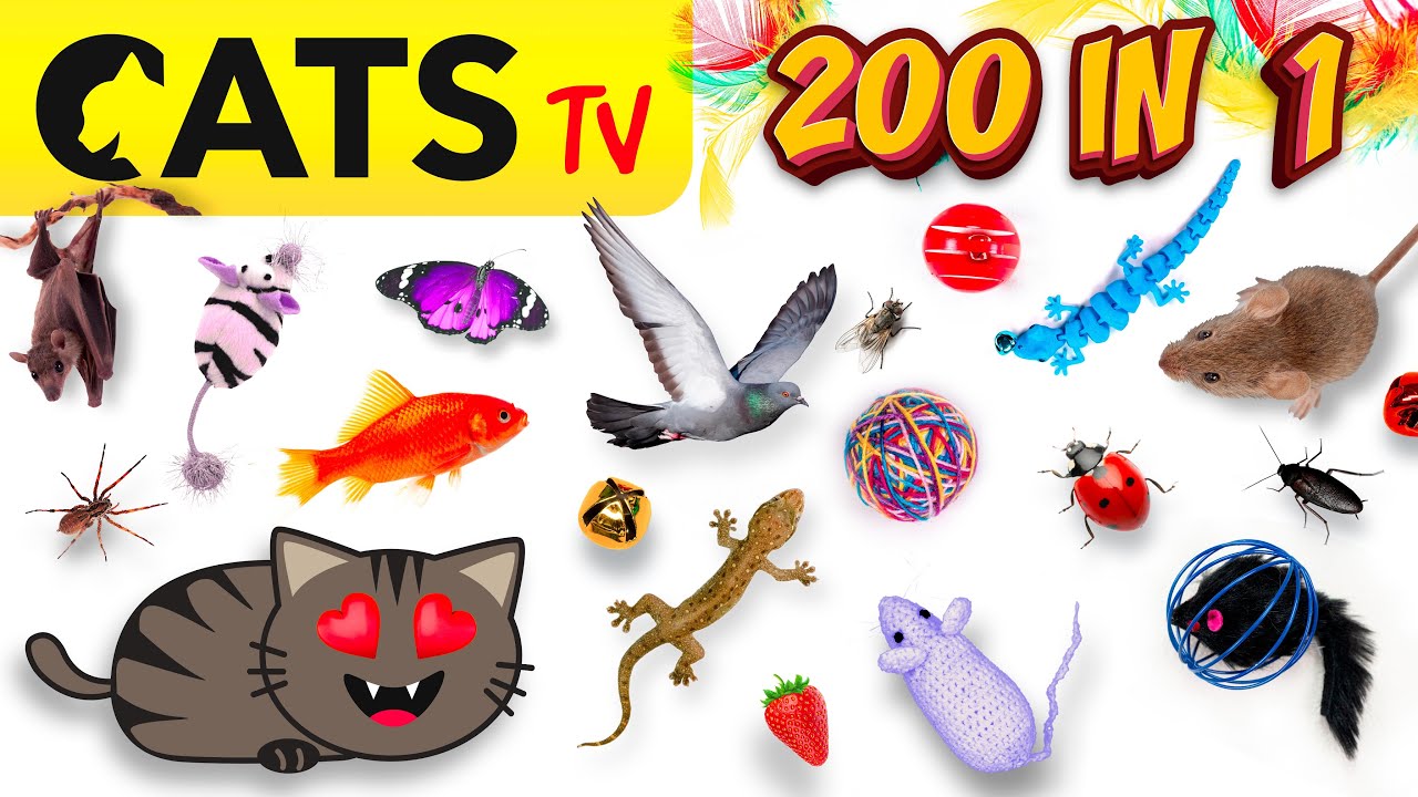 CATS TV 📺🐭 200 in 1 😻 ULTIMATE Compilation for CATS 💛 4K 🔴 60FPS 🔈 3D SOUND