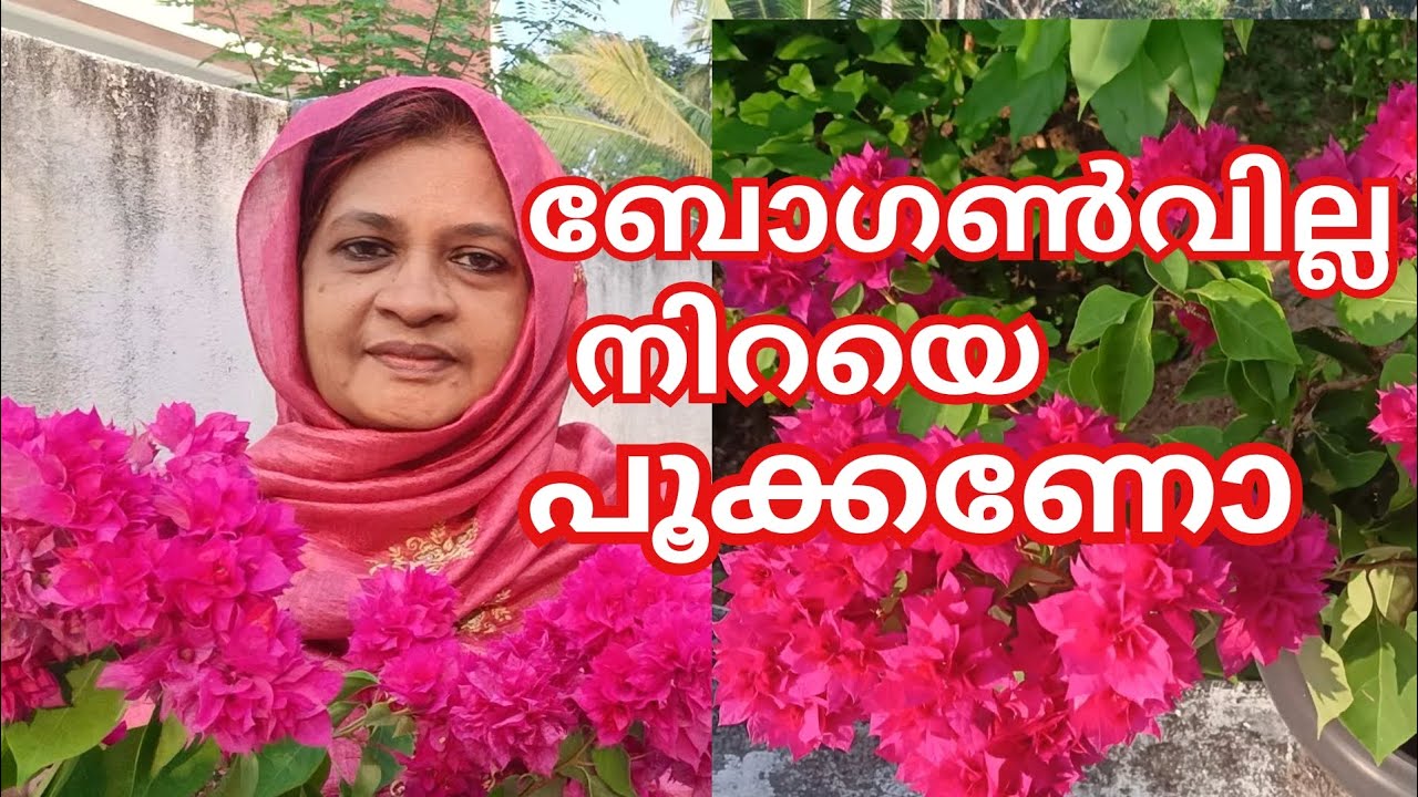  ബോഗൺവില്ല നിറയെ പൂക്കാൻ tips വേണോ😊|Bougainvillea Flowering Tips Malayalam| #boganvillapookan