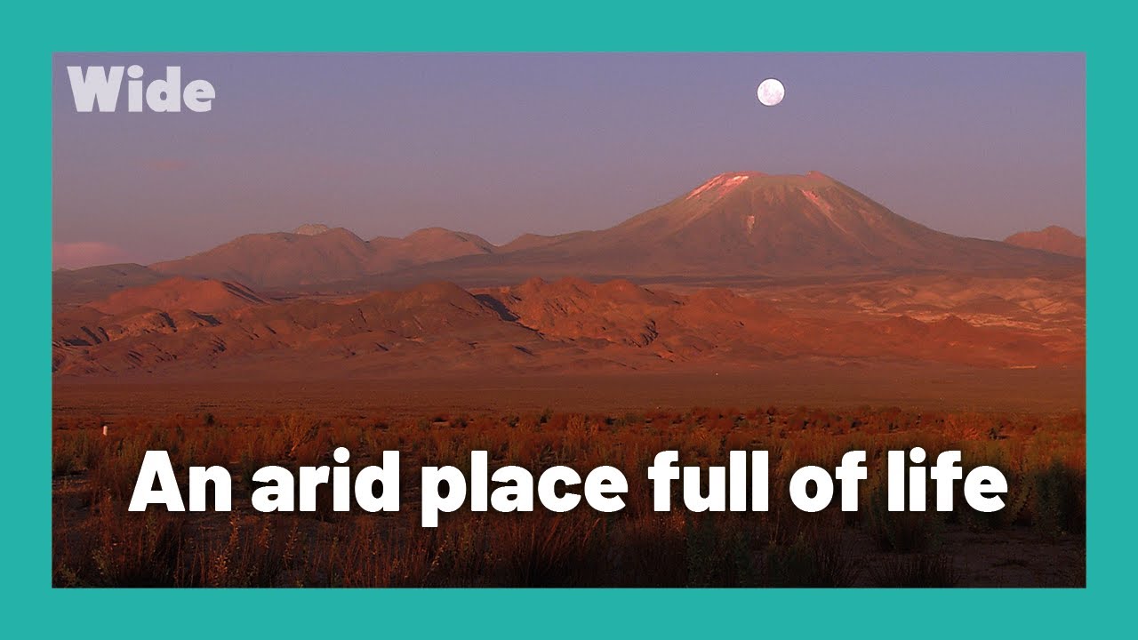 Atacama: Finding life in the driest desert I WIDE