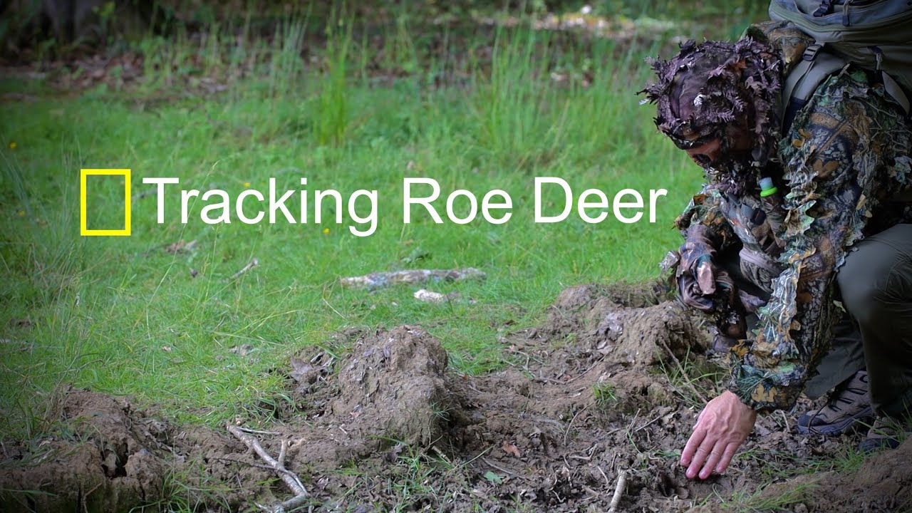 Wildlife/Nature Photography | Tracking Deer & finding Wood Ants