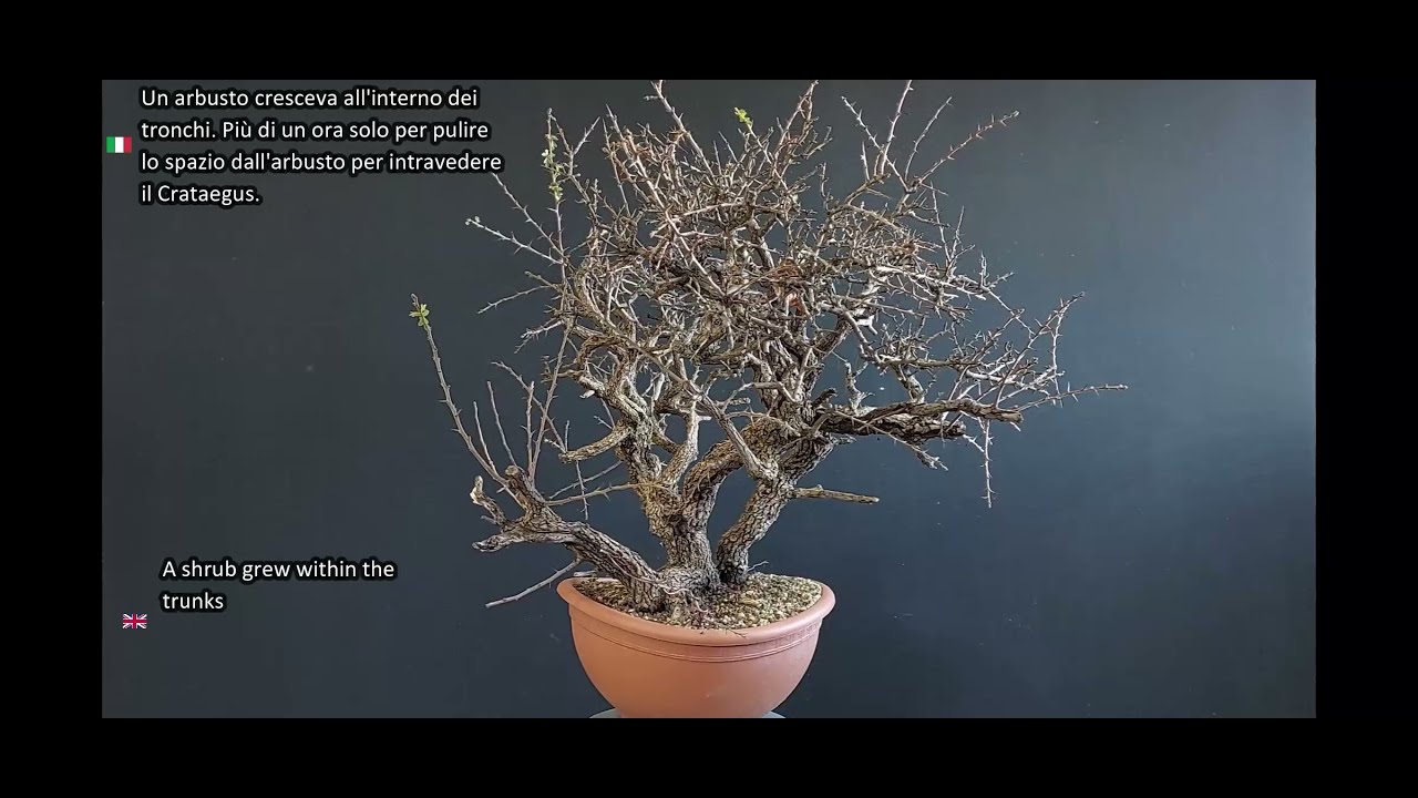 Bonsai Crataegus #11, Stage #1. How to make Bonsai.