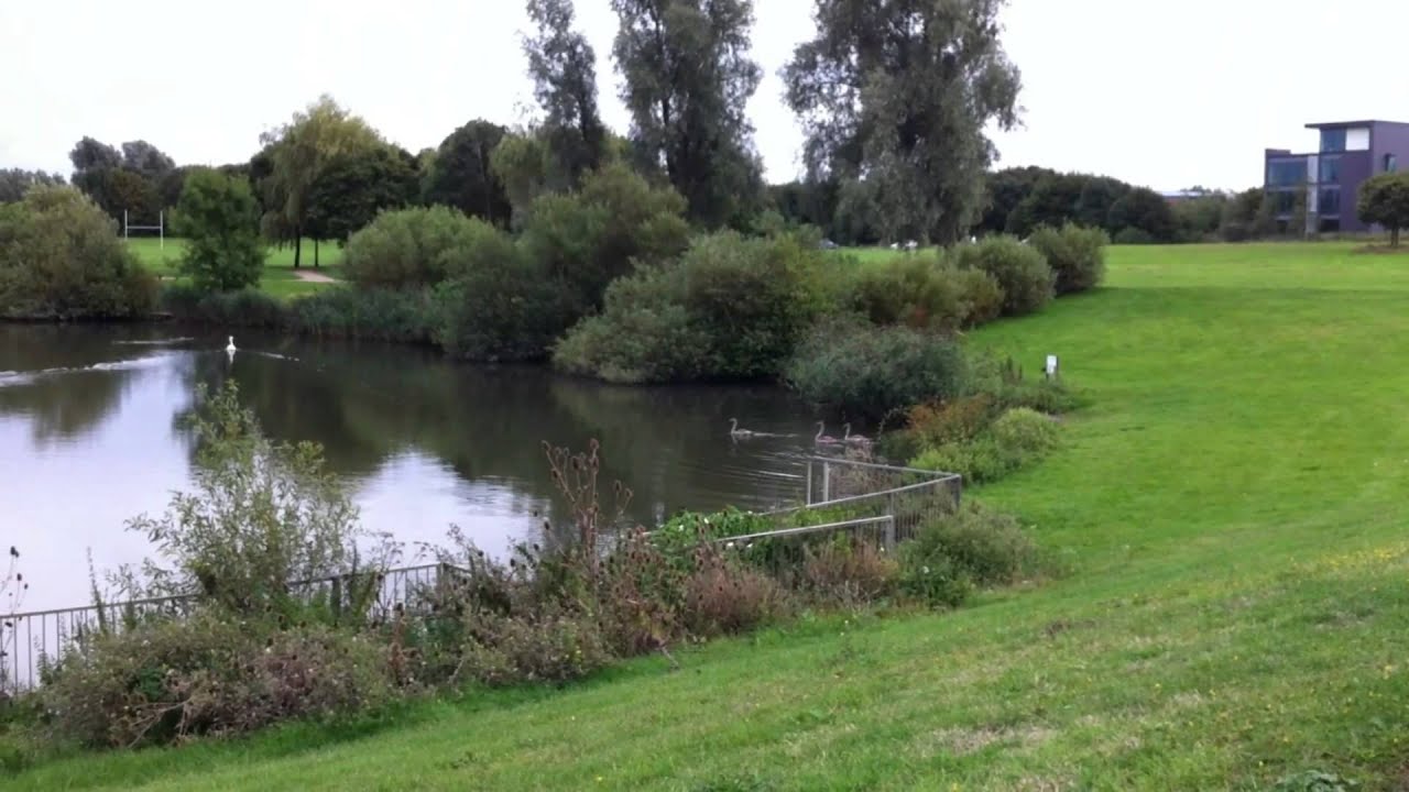 Ducks walking in line - Tear drop lake - milton keynes