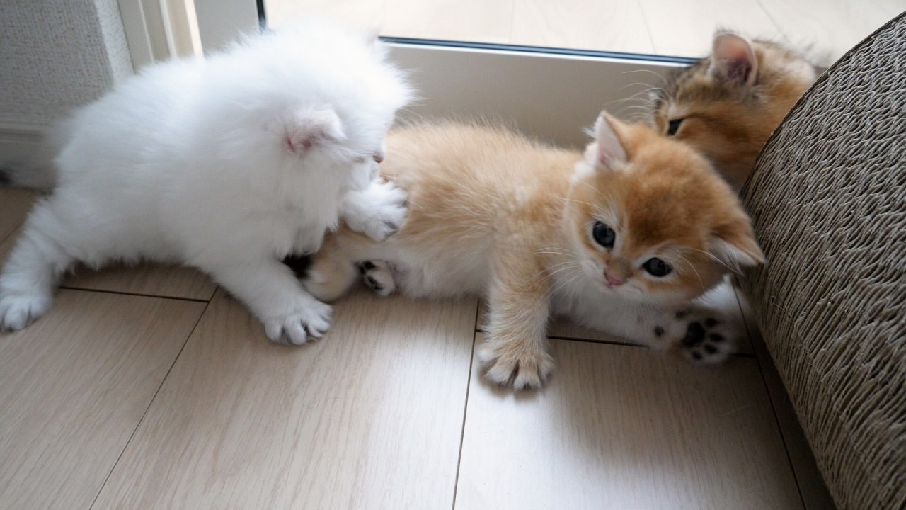Cute kitten that was just playing around but got scolded...