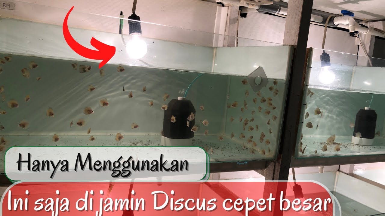 IKAN DISCUS TIDAK MAU BESAR ?? COBA CARA INI DIJAMIN SEBULAN SUDAH BESAR