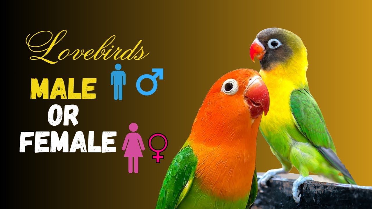 What is the difference between Lovebirds Male and Female