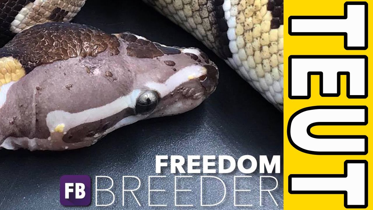 Freedom Breeder 1040 [Jessy Johnson]