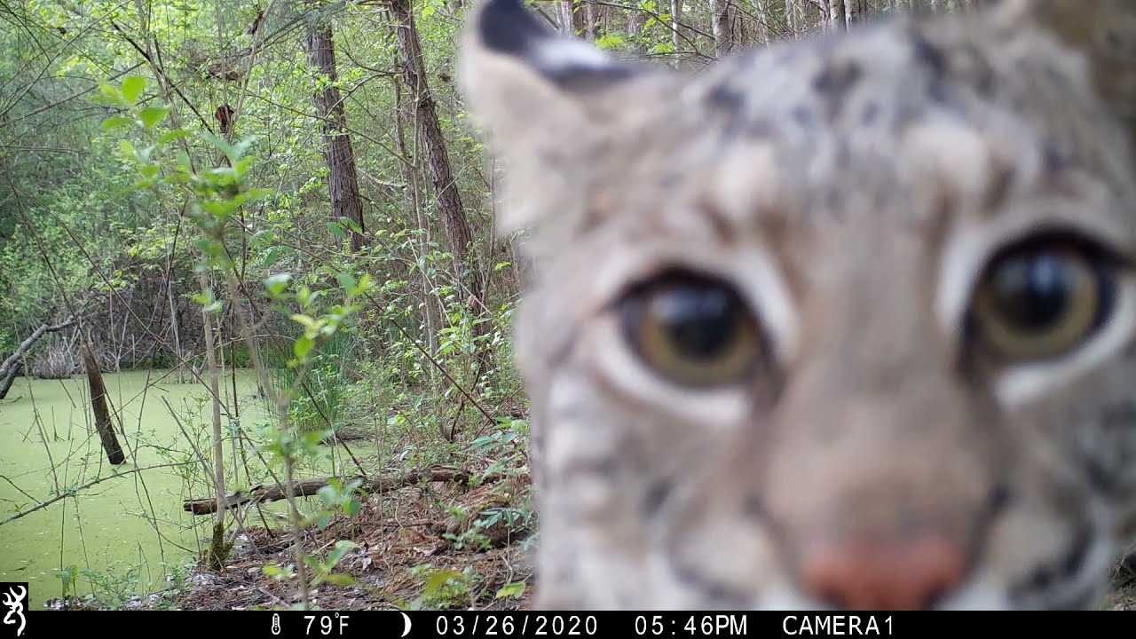 BIG BOBCAT CAUGHT ON TRAIL CAMERA #mississippi #wildlife