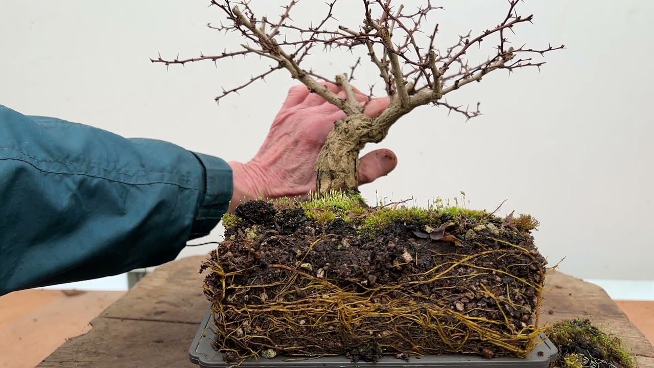 Redesigning a Berberis Bonsai - A Birthday Treat for Matthew