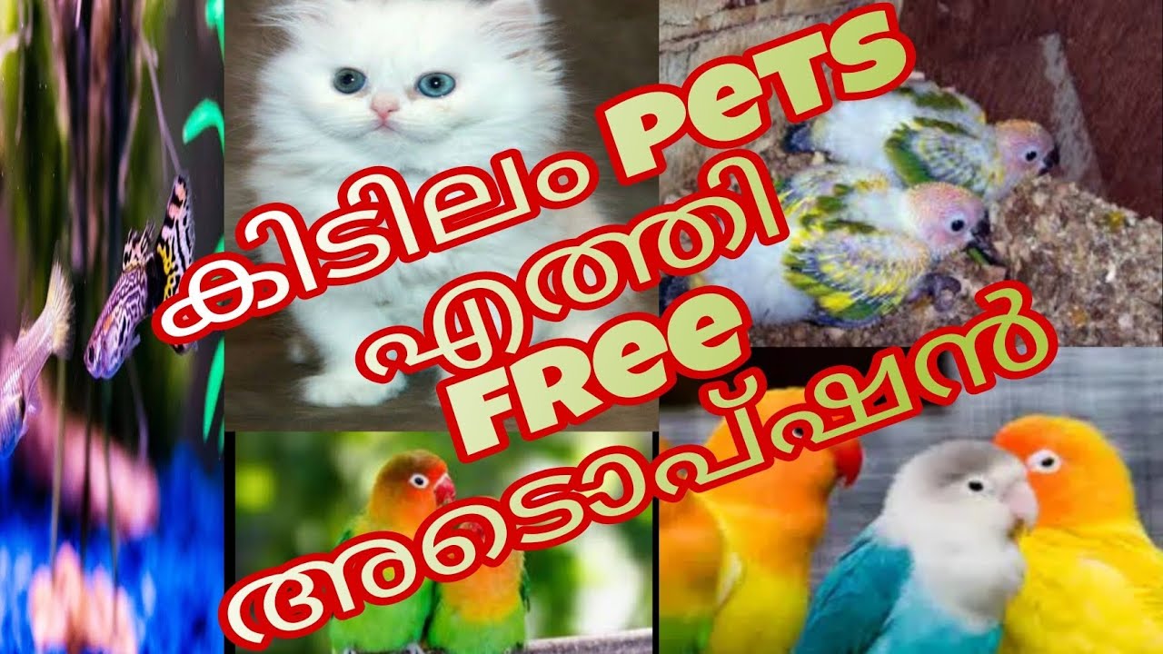 🤩🤩കിടിലം pets 🦜🦜എത്തി 😍😍free അടൊപ്ഷൻ 🐕🐕