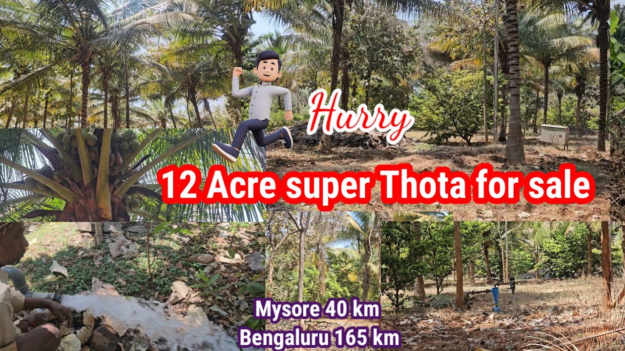 12 Acre Super Thota sale coconut sapota mango lemon teak Nanjangud 21km Mysore 40km Bengaluru 165km