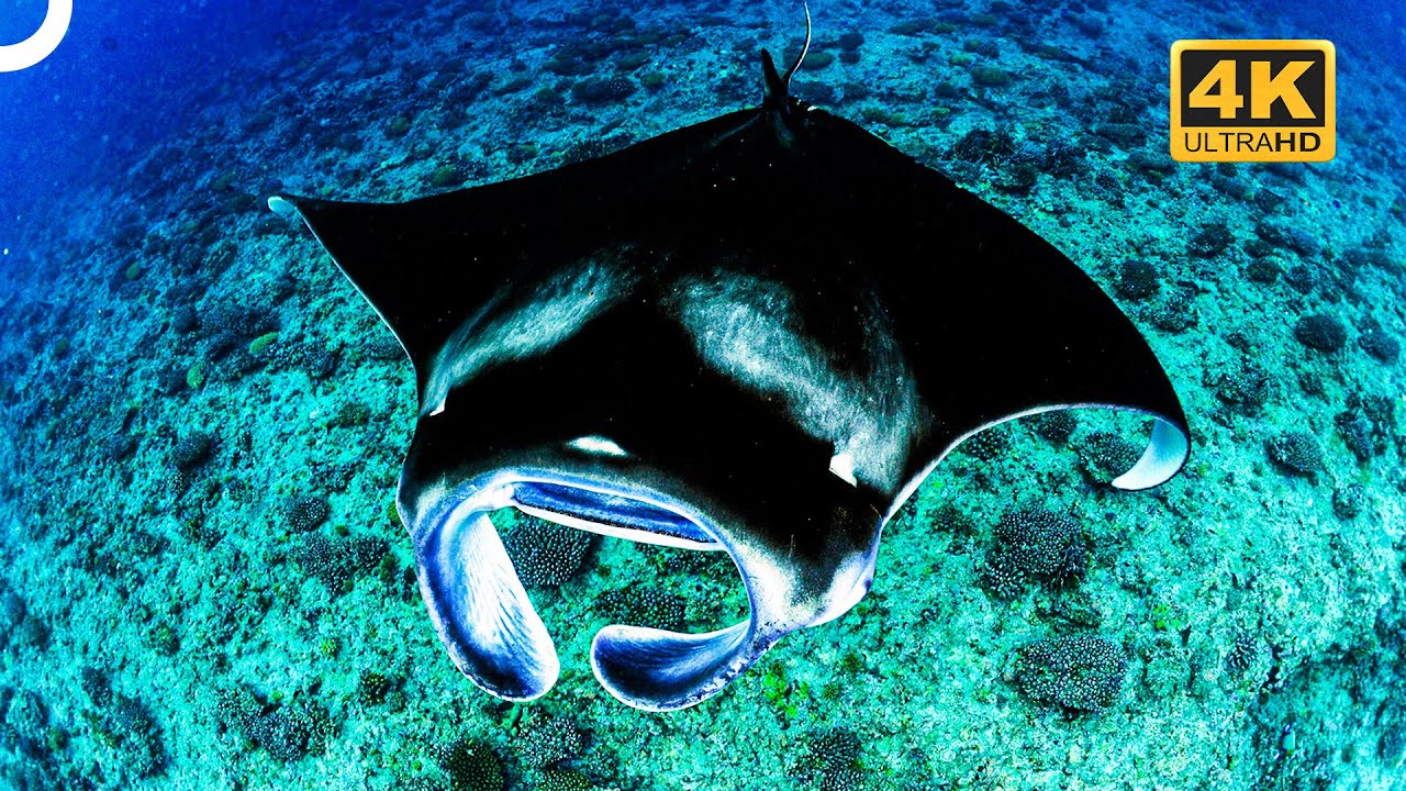 Invisible Predator of Hazardous Waters: Manta Ray | 4K Animal Documentary