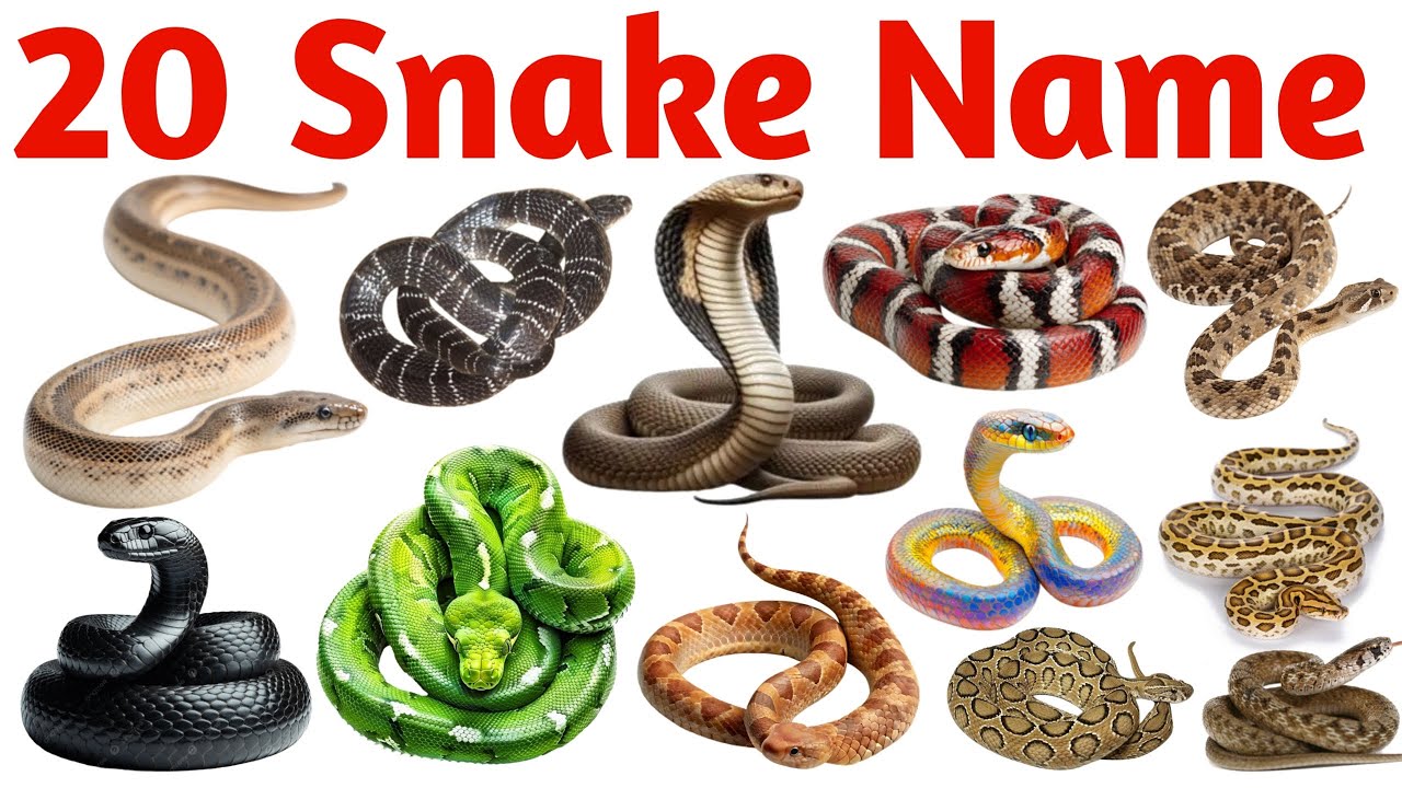 20 साँपों के नाम | 20 Snake Names in English and Hindi | Kids Learning Reptile Educational Video
