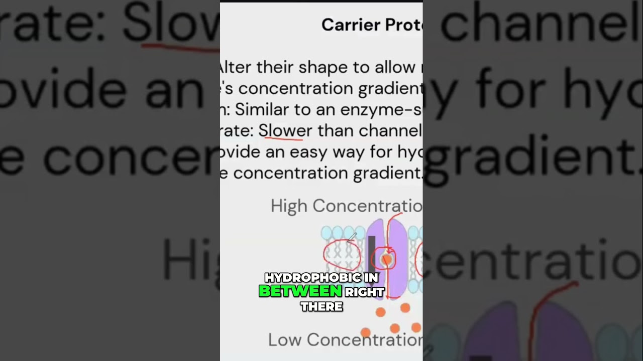 Carrier Proteins: The Hydrophilic Hero in the Cell Membrane! 