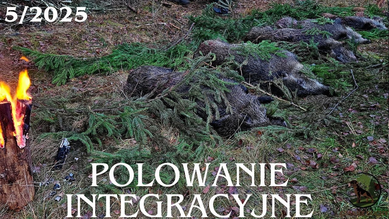 Dziczy Pokot . Polowanie zbiorowe. CZARNE DUCHY ZNAD WISŁY 5/2025.
