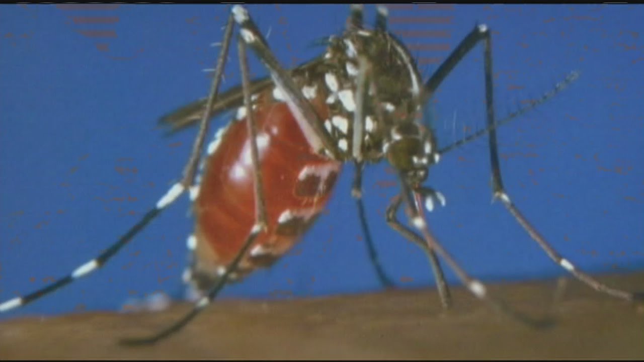 Mosquitoes are back to bug western Massachusetts residents