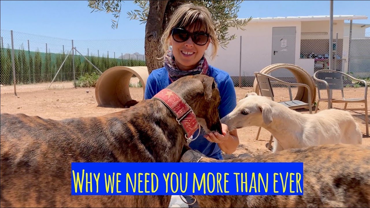 WE HAVE MORE DOGS THAN EVER!