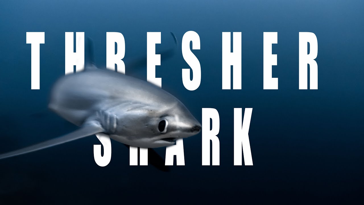 Malapascua Thresher Shark : very close encounter