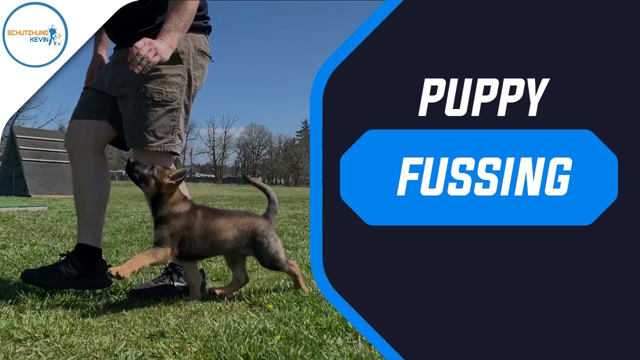 Puppy Fussing - Fanding Hand Touch