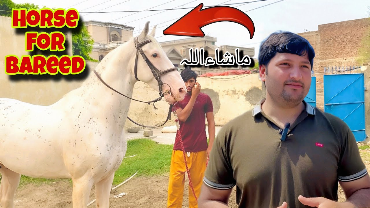 Horse For Bareed | Husny Amra horse For Bareed | Pakistan biggest Bareed Horse#bareedhorse