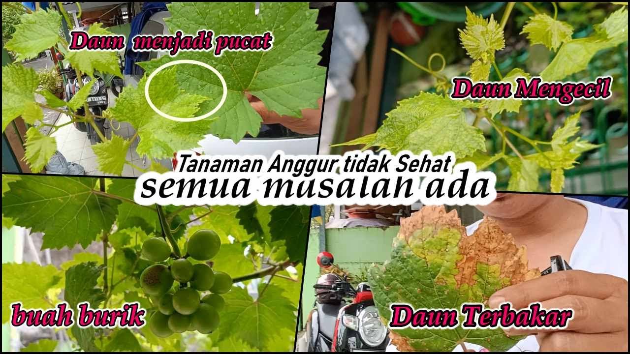 Semua Masalah Pada Tanaman Anggur ?? ini Solusi Terbaiknya...