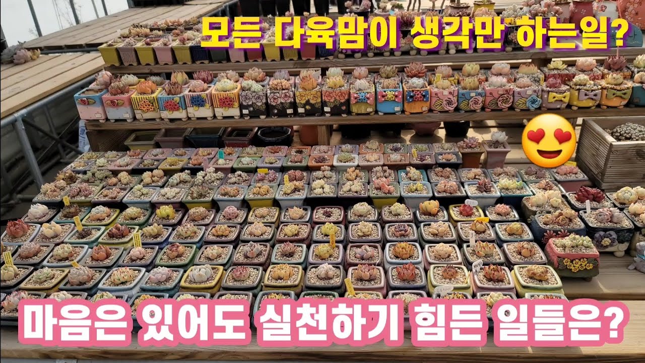 모든 다육맘이 꿈꾸는일 콩분 미니분 쪼꼬미 아가들의 놀라운 광경 묵둥이 다육이 #국민이 #묵둥이 #창 #다육이 #소개
