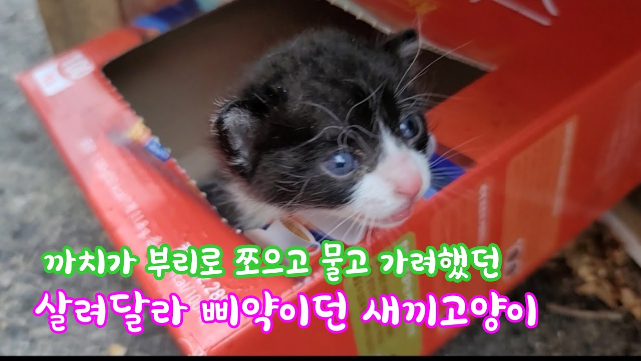 까치가 부리로 쪼으며 물고가려 했던 새끼고양이