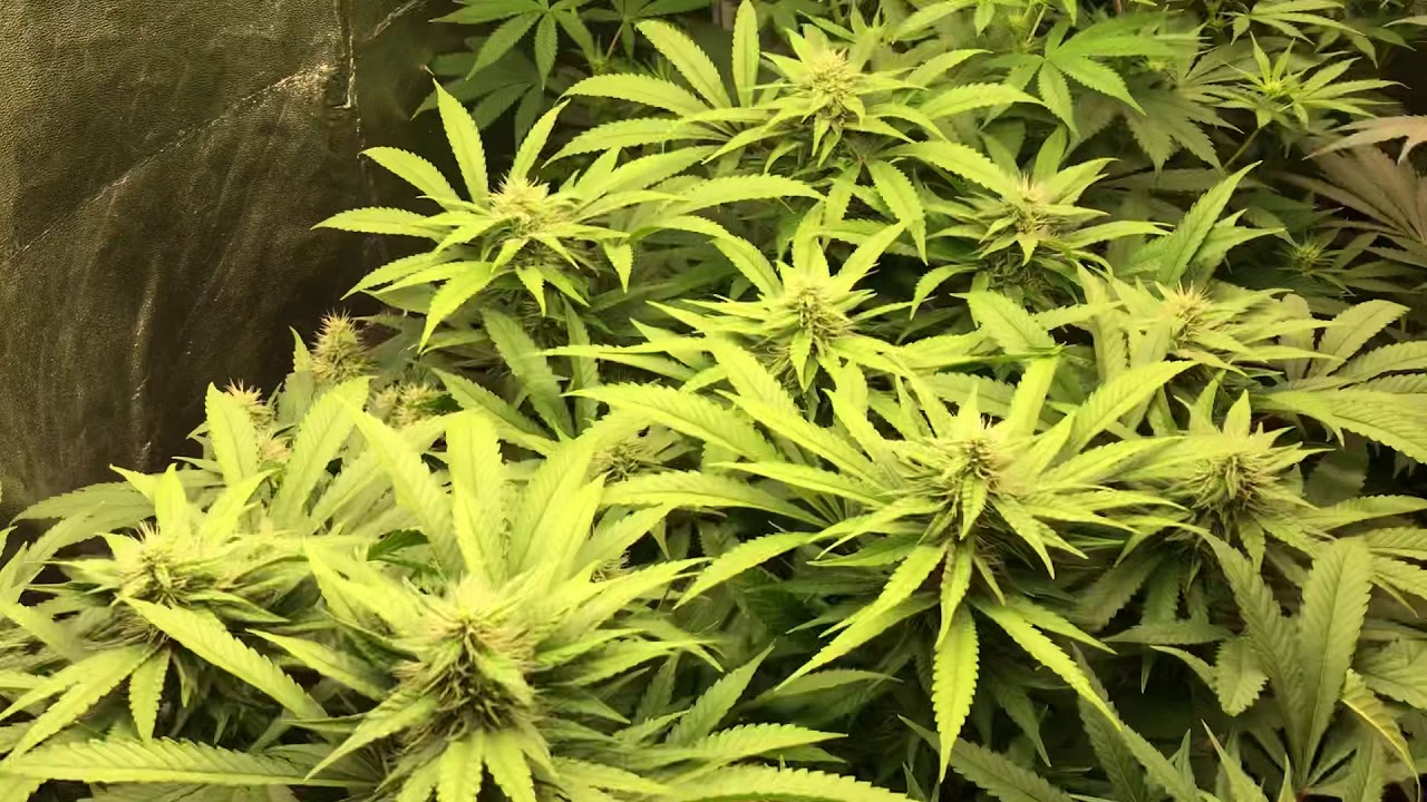 Mars Hydro TS 3000w LED