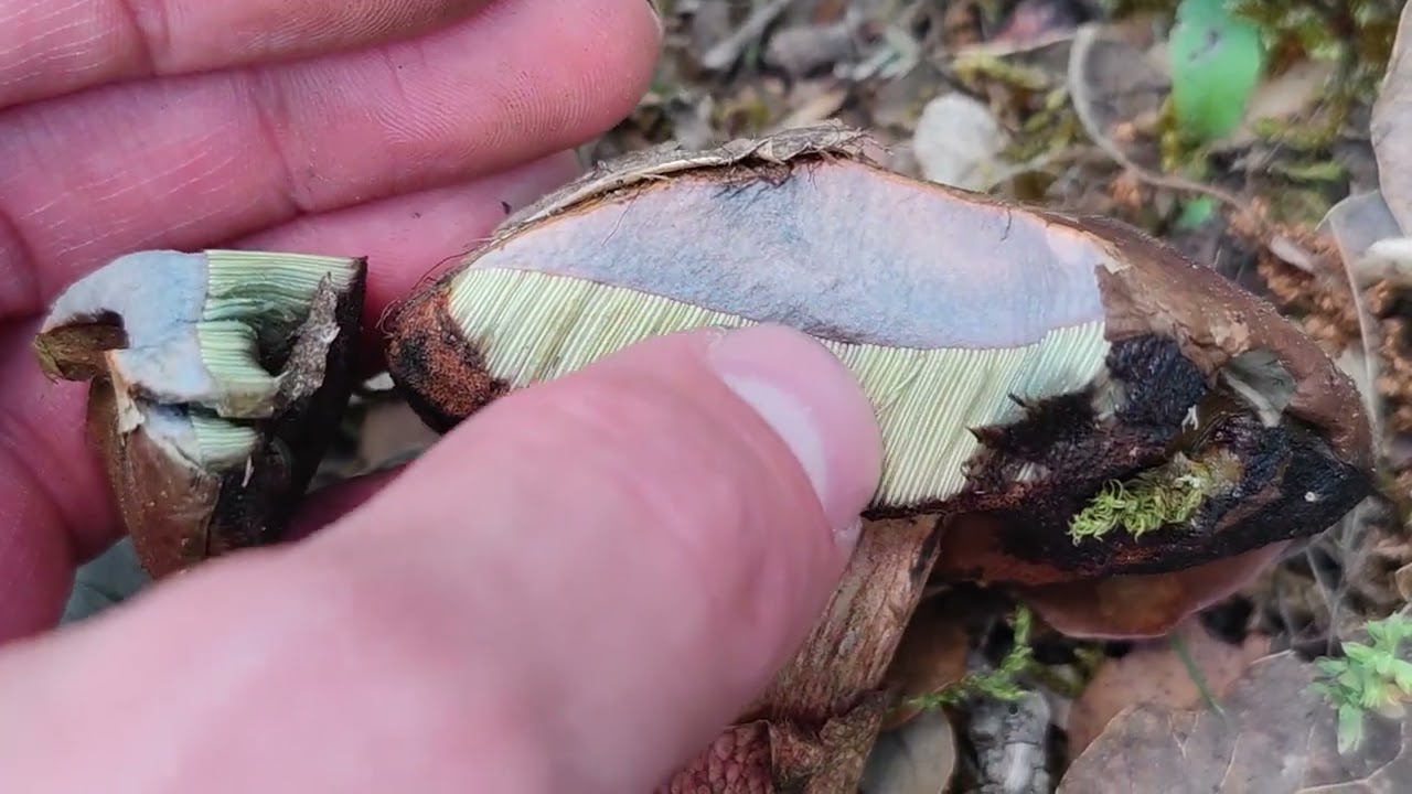 Caracter&iacute;sticas del boleto cetrino,  Boletus luridus.