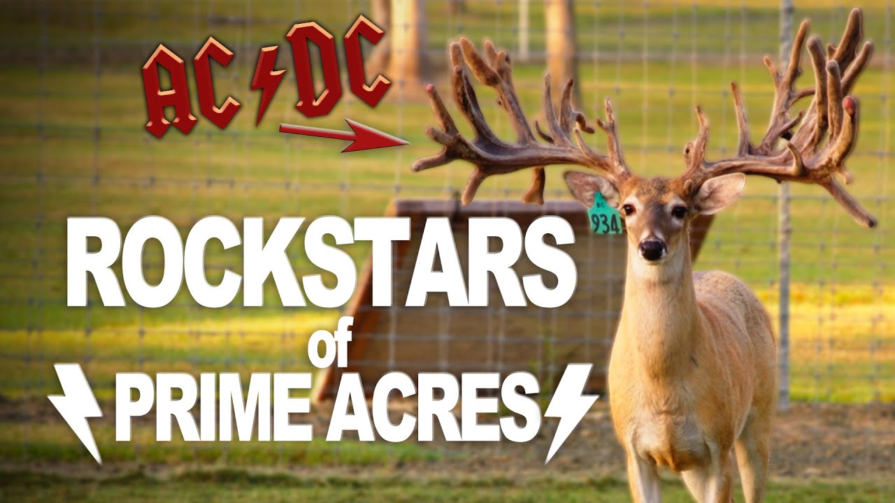 Rockstar Bucks at Prime Acres! | Prime Acres 2022