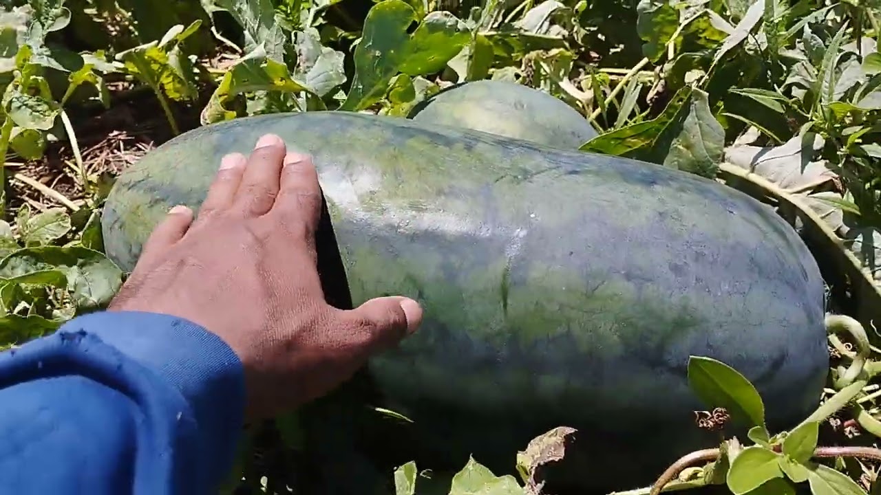 Panen Semangka 🍉 Dihari Kemis TGL,12 Dibulan SEPTEMBER 👍