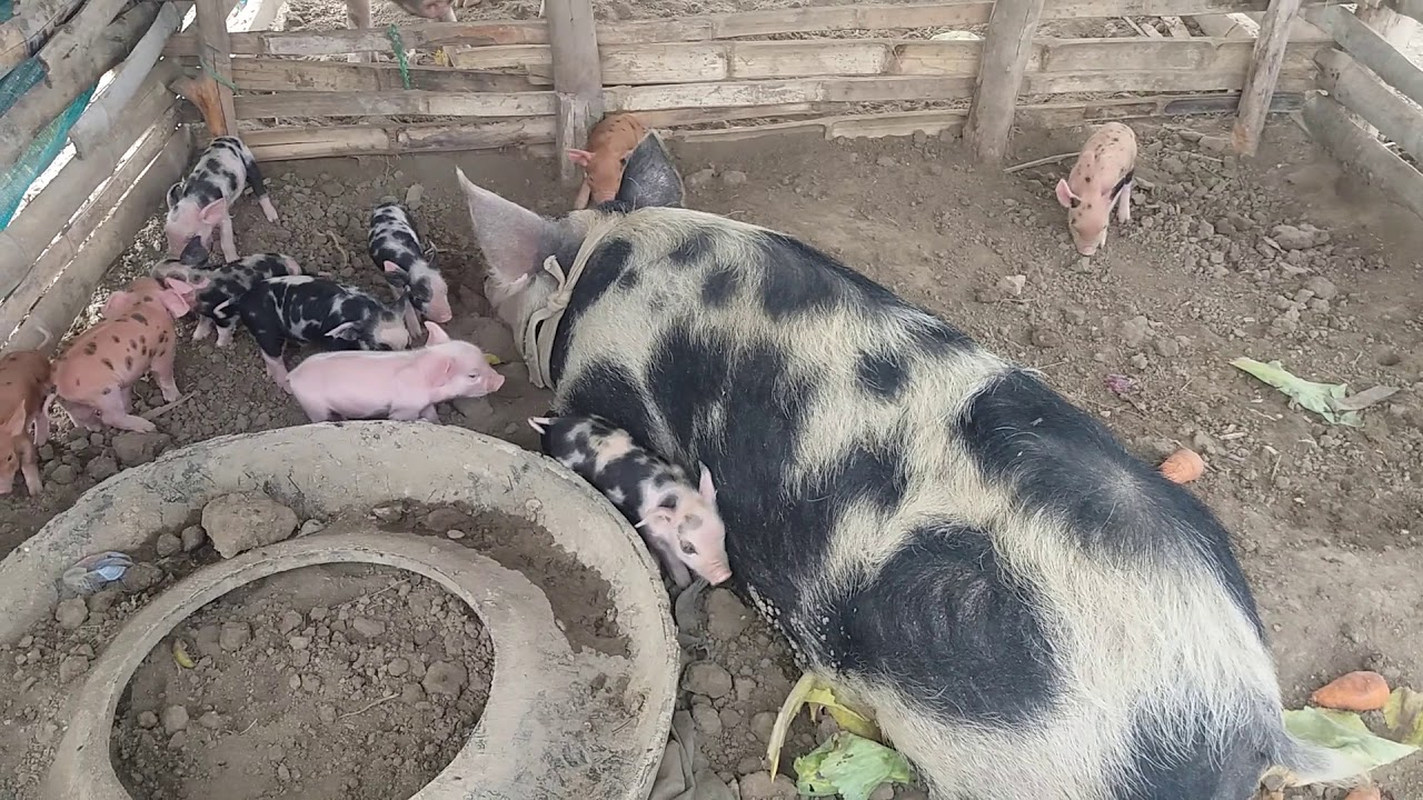 Crianza de cerdos en Manab&iacute; - Ecuador.