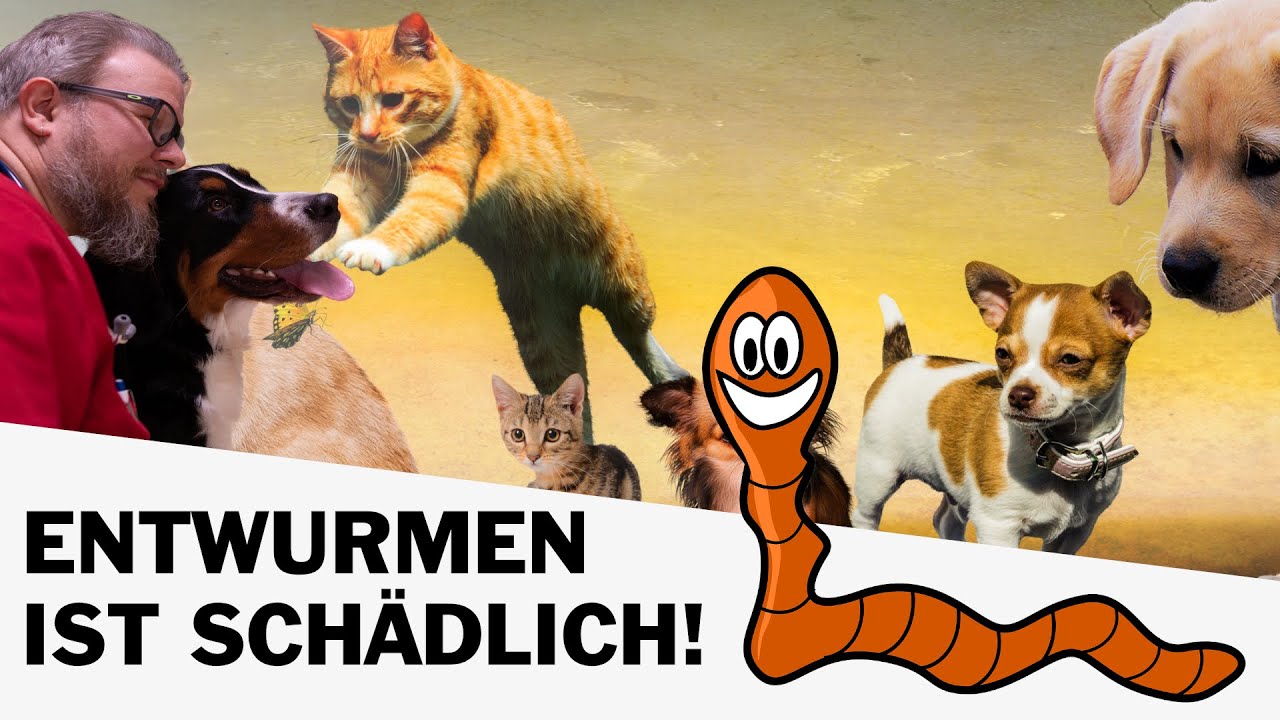 🐛 Entwurmen bei 🐶 Hund und 🐈 Katze sollte man nicht zu oft tun!