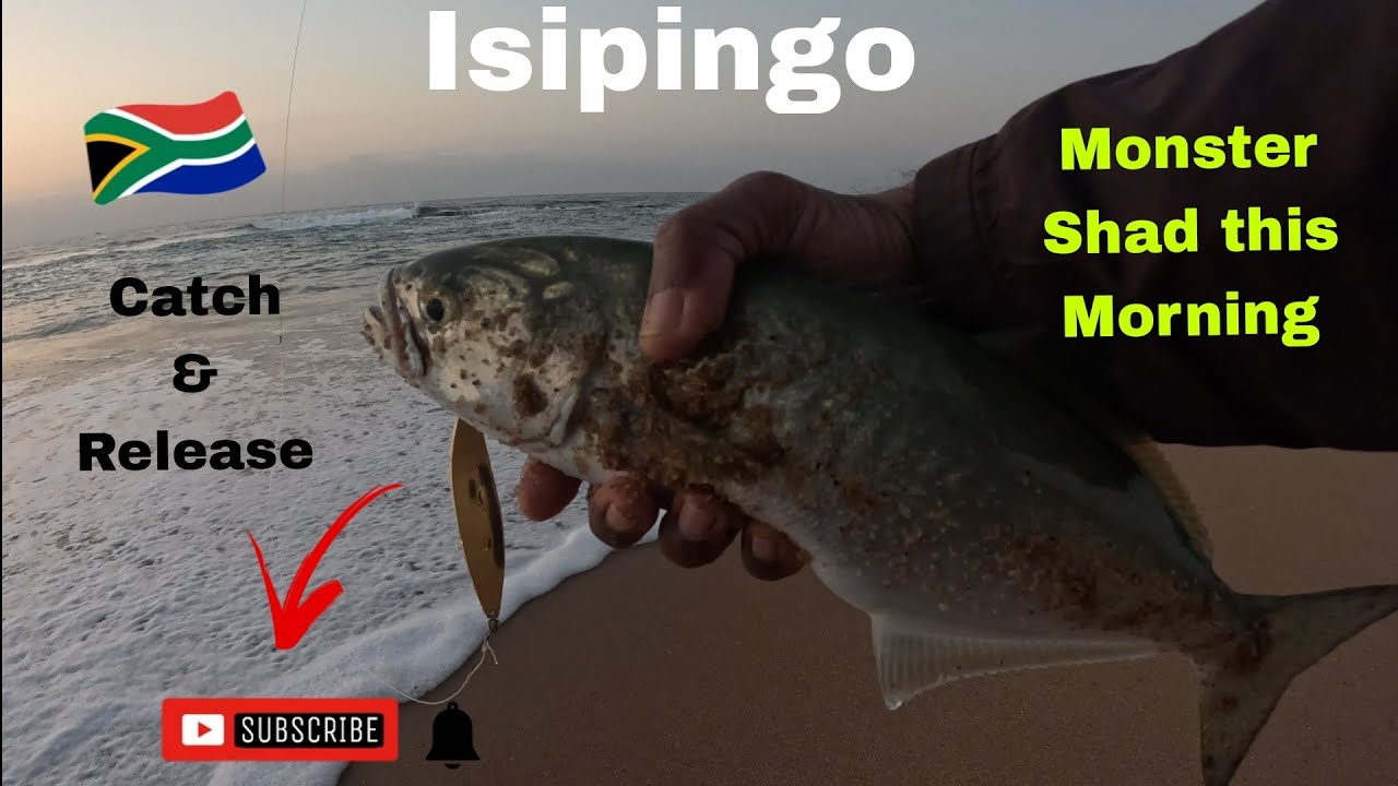 OFFROAD4LIFE,  Fishing in Isipingo,  Shad catch and release