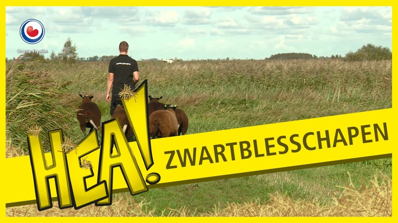 HEA! Wiepke Lam en zijn schapen